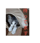 子猫のいち君＆チイちゃん改（個別スタンプ：12）