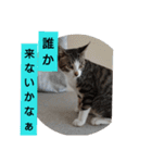 子猫のいち君＆チイちゃん改（個別スタンプ：13）