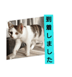 子猫のいち君＆チイちゃん改（個別スタンプ：14）