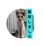 子猫のいち君＆チイちゃん改（個別スタンプ：15）