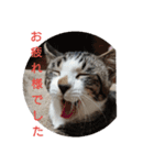 子猫のいち君＆チイちゃん改（個別スタンプ：16）