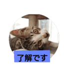 子猫のいち君＆チイちゃん改（個別スタンプ：19）