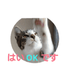 子猫のいち君＆チイちゃん改（個別スタンプ：20）