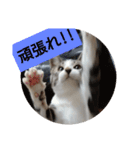 子猫のいち君＆チイちゃん改（個別スタンプ：22）