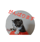 子猫のいち君＆チイちゃん改（個別スタンプ：23）