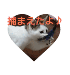 子猫のいち君＆チイちゃん改（個別スタンプ：25）