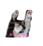 子猫のいち君＆チイちゃん改（個別スタンプ：26）