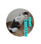子猫のいち君＆チイちゃん改（個別スタンプ：27）
