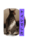 子猫のいち君＆チイちゃん改（個別スタンプ：28）