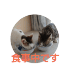 子猫のいち君＆チイちゃん改（個別スタンプ：29）