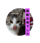 子猫のいち君＆チイちゃん改（個別スタンプ：31）