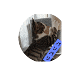 子猫のいち君＆チイちゃん改（個別スタンプ：33）