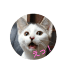 子猫のいち君＆チイちゃん改（個別スタンプ：35）