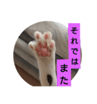 子猫のいち君＆チイちゃん改（個別スタンプ：36）