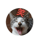 子猫のいち君＆チイちゃん改（個別スタンプ：37）