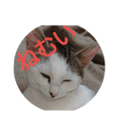 子猫のいち君＆チイちゃん改（個別スタンプ：38）