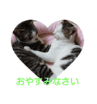 子猫のいち君＆チイちゃん改（個別スタンプ：39）