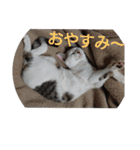 子猫のいち君＆チイちゃん改（個別スタンプ：40）
