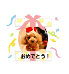 トイプードルのプティー2（個別スタンプ：9）