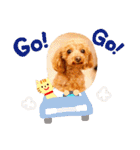 トイプードルのプティー2（個別スタンプ：15）