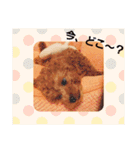 トイプードルのプティー2（個別スタンプ：17）
