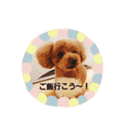 トイプードルのプティー2（個別スタンプ：23）