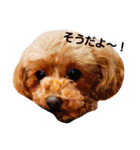 トイプードルのプティー2（個別スタンプ：33）