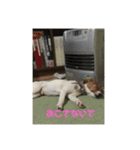 ちょいわる❤ジャックラッセルテリアの日常（個別スタンプ：5）