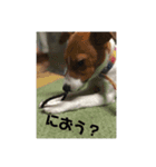 ちょいわる❤ジャックラッセルテリアの日常（個別スタンプ：12）