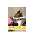 ちょいわる❤ジャックラッセルテリアの日常（個別スタンプ：15）