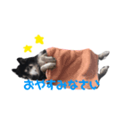 黒柴しえるpart2（個別スタンプ：4）