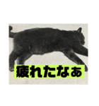 ろろのスタンプ2（個別スタンプ：3）