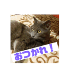 ろろのスタンプ2（個別スタンプ：15）