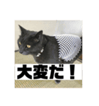 ろろのスタンプ2（個別スタンプ：18）
