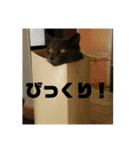 ろろのスタンプ2（個別スタンプ：20）