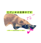 くぅちゃん2。（個別スタンプ：5）