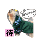 くぅちゃん2。（個別スタンプ：13）