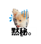 くぅちゃん2。（個別スタンプ：14）