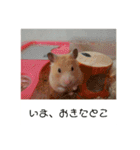谷口きなこ3rd.（個別スタンプ：1）