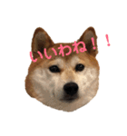 柴犬りんれおの毎日（個別スタンプ：1）