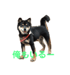 柴犬りんれおの毎日（個別スタンプ：2）