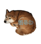 柴犬りんれおの毎日（個別スタンプ：3）