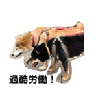 柴犬りんれおの毎日（個別スタンプ：4）