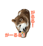 柴犬りんれおの毎日（個別スタンプ：5）