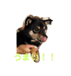 柴犬りんれおの毎日（個別スタンプ：6）