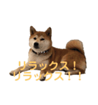 柴犬りんれおの毎日（個別スタンプ：7）