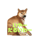 柴犬りんれおの毎日（個別スタンプ：10）