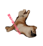 柴犬りんれおの毎日（個別スタンプ：12）