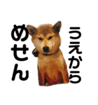 柴犬りんれおの毎日（個別スタンプ：13）