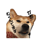 柴犬りんれおの毎日（個別スタンプ：14）
